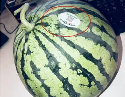 网红吃瓜免费群,娱乐八卦的聚集地与流量变现之道