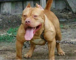 比特犬网,揭秘比特犬的品种特点与养护知识
