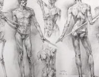 人体模特素描结构,从基础到艺术表现