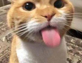 吃瓜网说胖猫,一场逆袭的减肥之旅